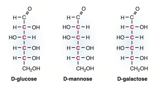 Epimerism. Chemistry of Carbohydrates.